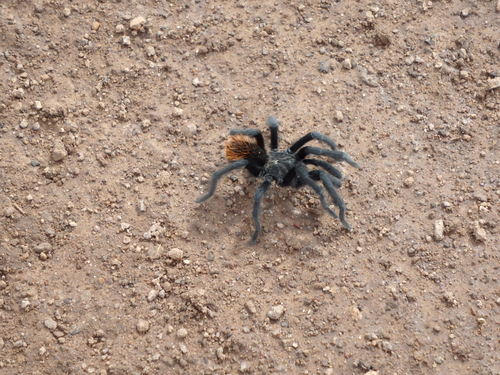 GDMBR: Tarantula.